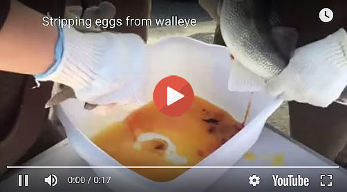 DWR employees stripping eggs from walleye
