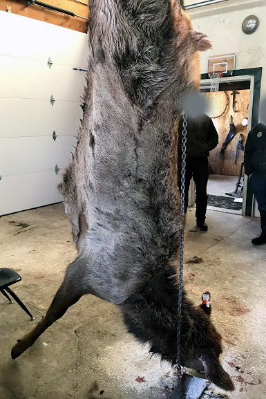 Harvested elk hanging in a garage