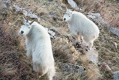 Two mountain goats, standing in grass, looking up