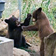 Two bear cubs playing in their cage