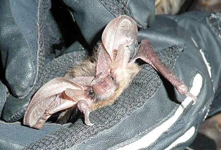 Hands with gloves holding a small Allen's big-eared bat