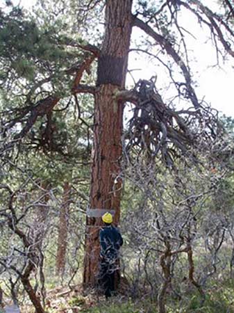 Brown artifical bark being applied to a tree