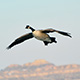 A goose, its wings spread, in flight