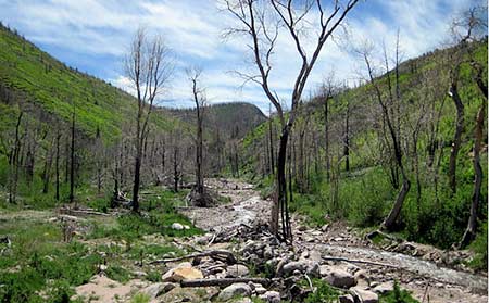 Burned out part of forest in Shingle Creek