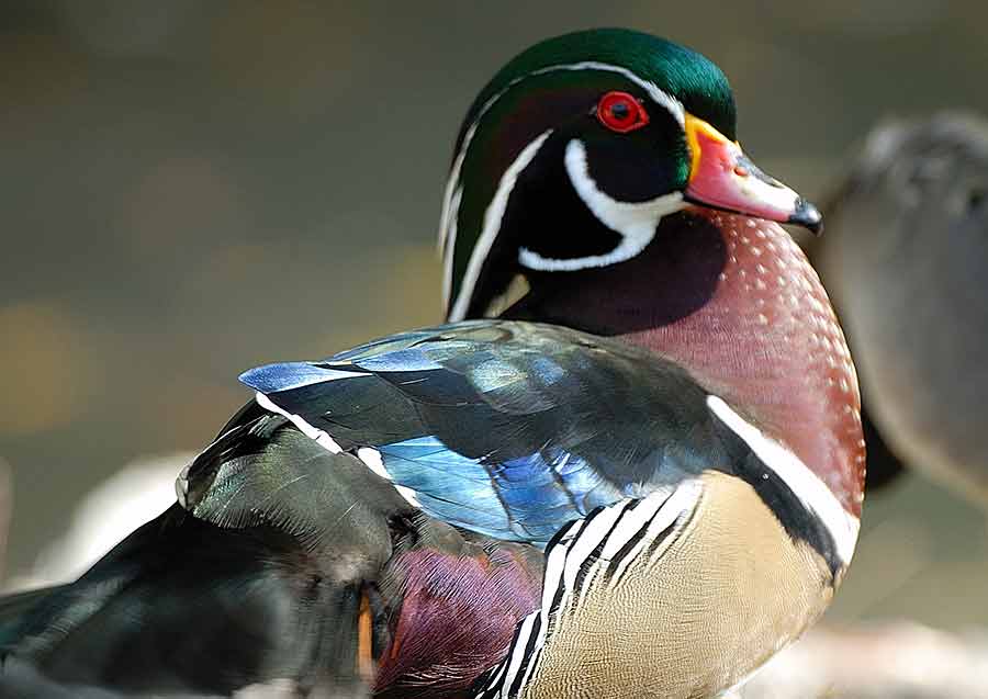 A wood duck