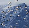 Flock of pelicans flying by a snow-covered mountain