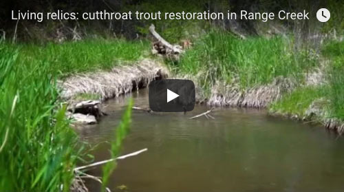 Living relics: cutthroat trout restoration in Range Creek