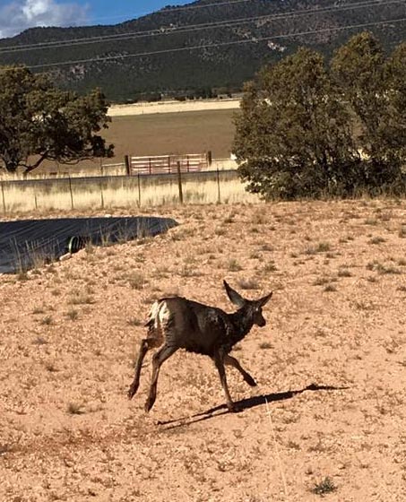 A deer, recently free from its restraints, running away