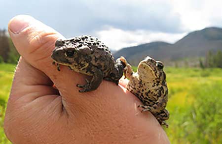 Two small boreal toads climbing on a hand