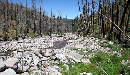 Shingle Creek, after the Twitchell Canyon Fire, surrounded by a burned out forest