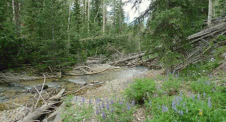 Beaver Creek, surrounded by lush forest in an area that was untouched by the Twitchell Fire
