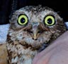 Yellow owl eyes