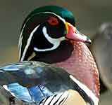 A wood duck