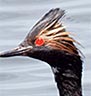 An eared grebe