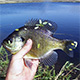 Hand holding a panfish