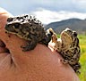 Two small boreal toads climbing on a hand