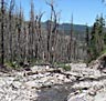 Shingle Creek, after the Twitchell Canyon Fire, surrounded by a burned out forest