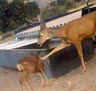 A deer and a fawn drinking at a wildlife guzzler