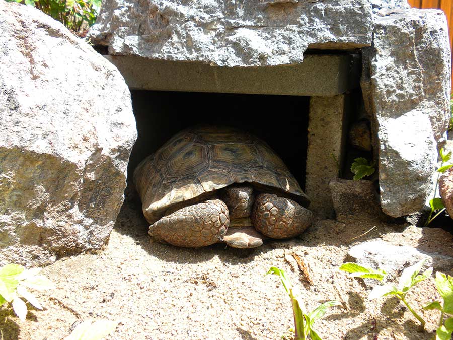 Desert tortoise crawling out of a concrete cave