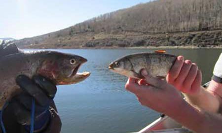 Hands holding a trout fish and a Utah chub fish