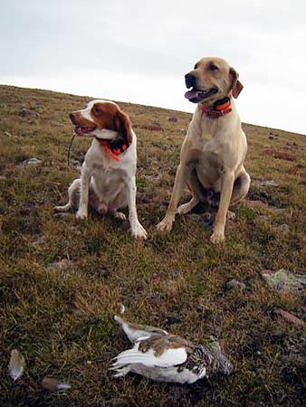 Two hunting dogs with a harvested white-tailed ptarmigan
