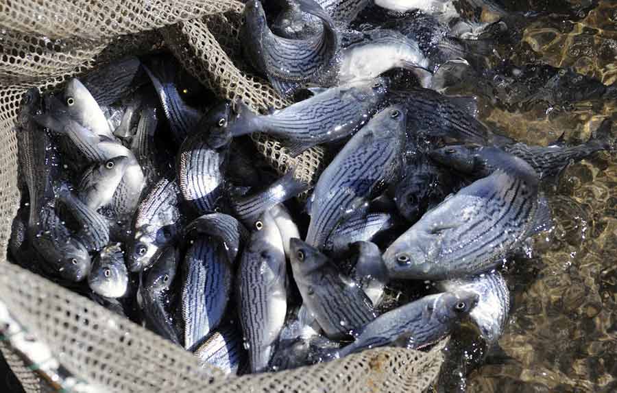 Net full of wiper fish