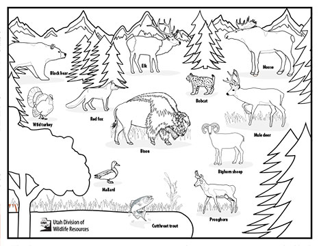 Wildlife coloring activity
