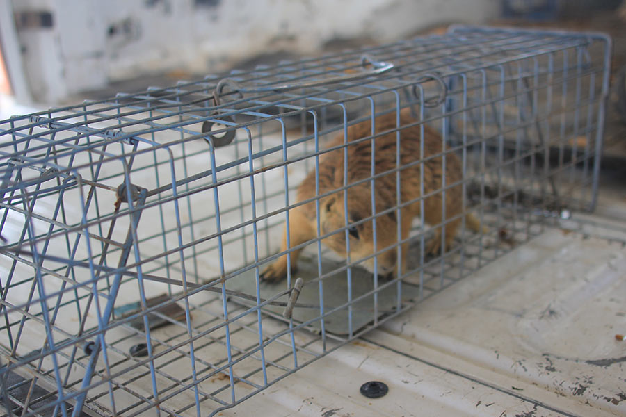 Utah prairie dog in cage