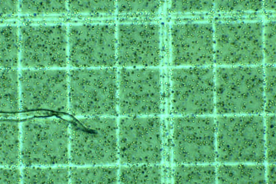 Cryopreservation of milt for new fish stocking
