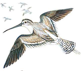 Dowitcher