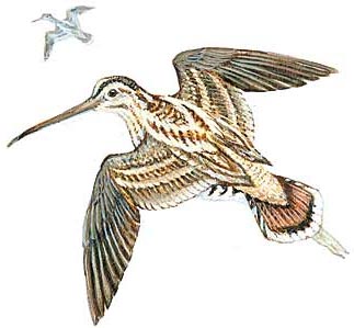 Wilson's (common) snipe